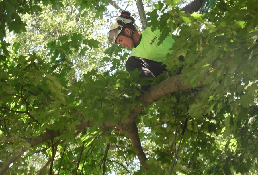Certified arborist inspecting the canopy of a mature oak from inside the tree during a tree health care visit
