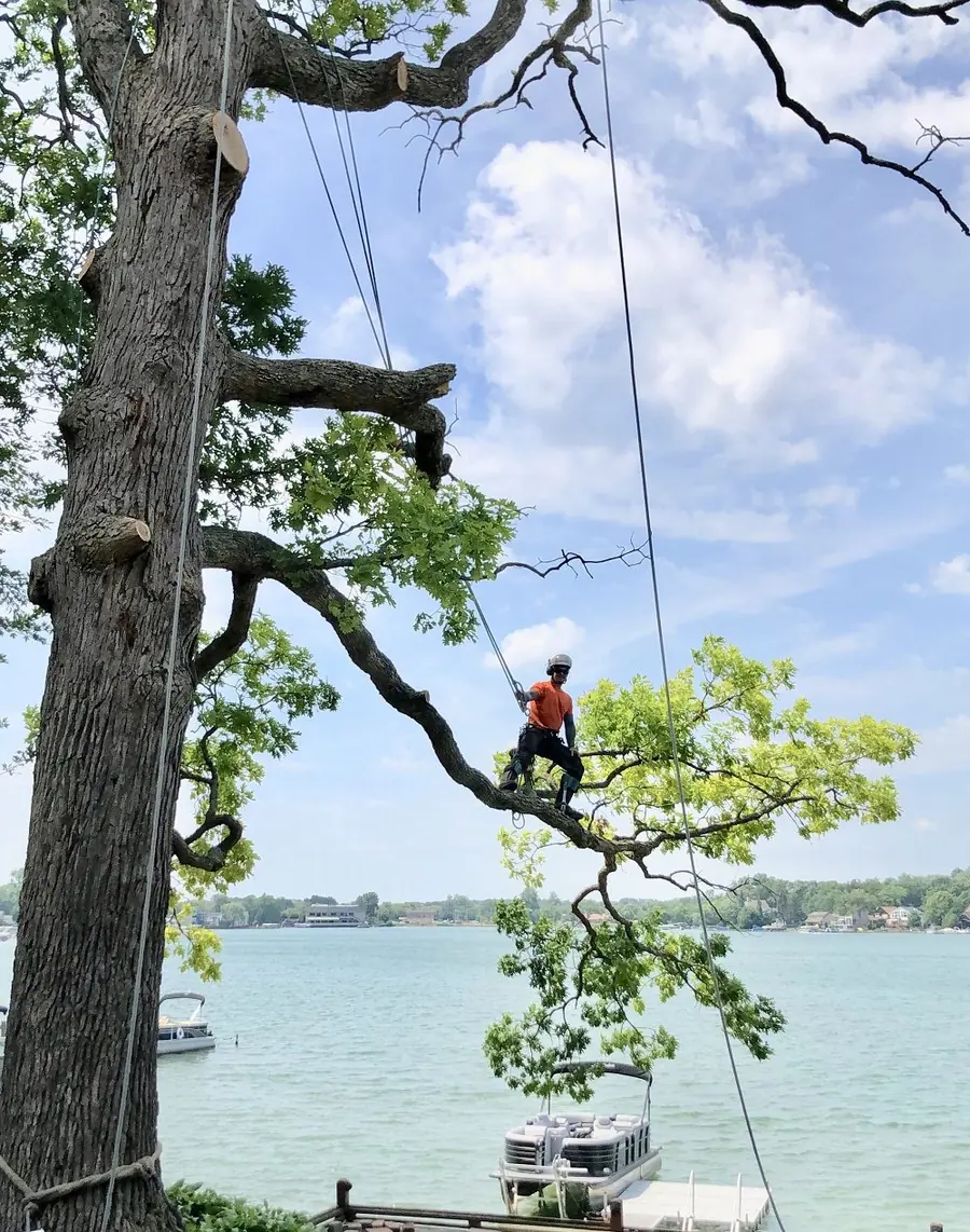 Arborist assessing a mature oak above a lakefront property in Oakland County